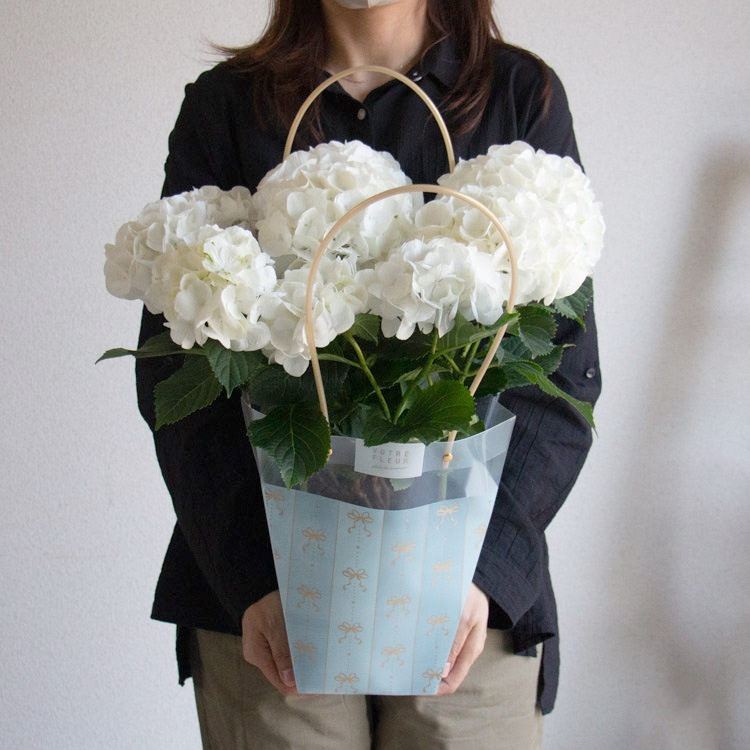 【専用商品】　特選　アジサイ　5寸1種4鉢 ホワイトウェイブス　秋色アジサイ 専用商品】 特選 アジサイ 5寸1種4鉢 ホワイトウェイブス 秋色アジサイ