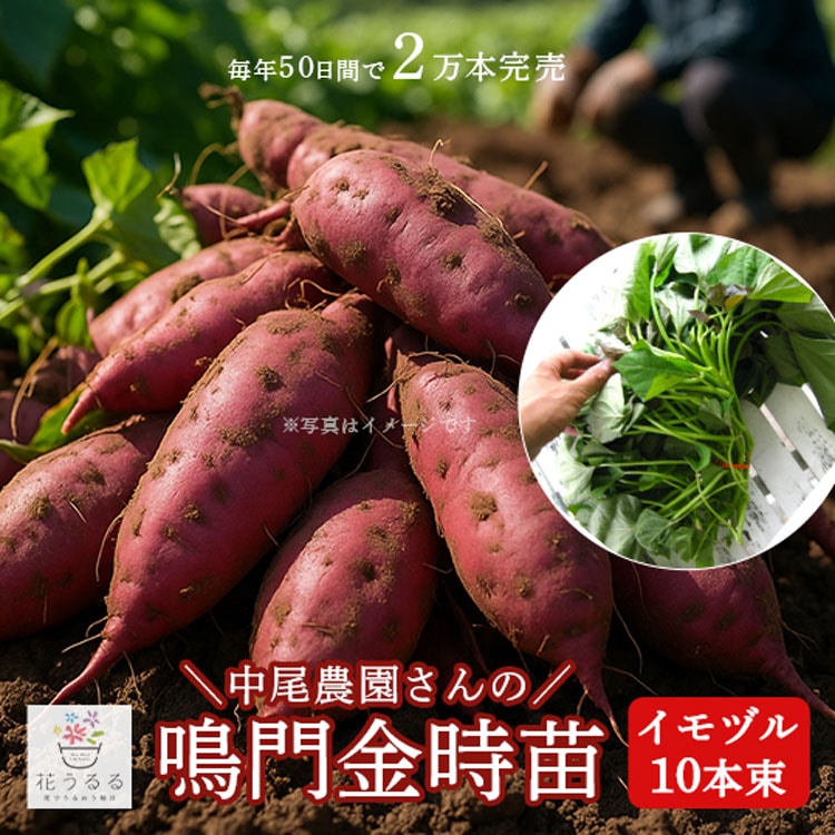 サツマイモ 苗 販売【中尾農園さんの鳴門金時 苗 10本】 | 苗・種子