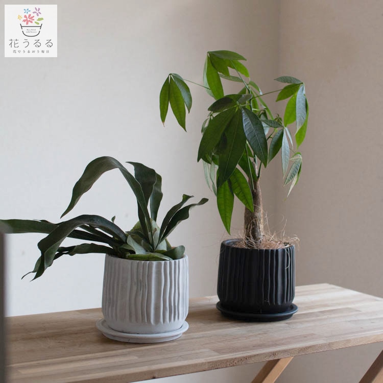 ̸꡿ ѥ ȭ(դ)ڥ (ߥ塼ߥ  տʪ  ѱ 鿴Ը Źˤ Ź ե  åץ ȯ  ƥꥢ  ʪ   ʪ å £ʪ  ե ۽ˤ 