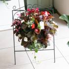 �٥��˥��Υϥ󥮥� �󤻿��� [���祳��(����ץ�]�վ޴�:4-11��