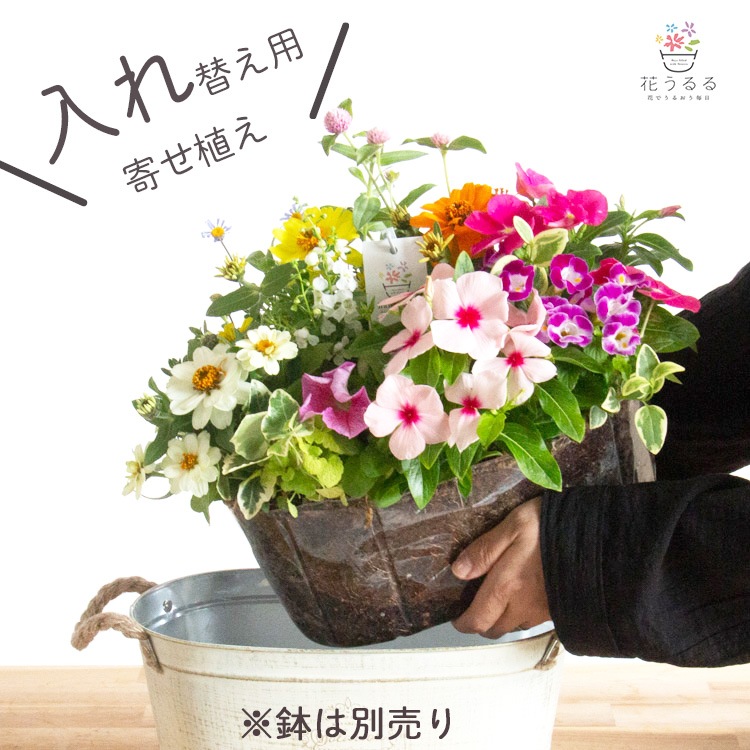 ��������ȭ�˥��åȤ�������������ؤ��ѡ���Ȥ��� �֤���� �󤻿��� �֥ꥭ�ץ�󥿡� ���ѥ��å׿��� ������