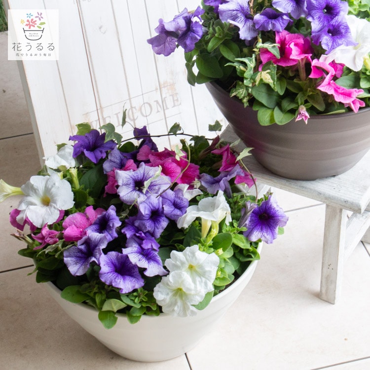 �������Ф����ڥ���˥� �󤻿���[�ѥ��ƥ�(�ץ�󥿡�ver] 