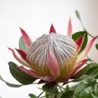 쥢ֲ֤β͡ץ ץƥ [ȥץ]ȭ 