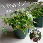 ��1000�ߥݥå��� �����꡿��̵�� ��ʬ�� �ɺ����������ǯ��餯���ߥ˥Х��ȭ���� [���꡼�󥢥���] 5��ȭ ���ִ�:5���11��