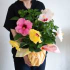 3ϥӥ 󤻿  [ɥ˥NEW󥰥饤 ꡼)]  (5ȭ⤵4050cm) 