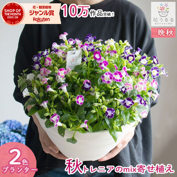 猛暑の炎天下でも咲く／トレニア 寄せ植え[カラフルMIX(プランターver