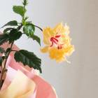 ڿ͵Υ쥢ʼۥϥӥ ȭ[եߥ](5ȭ⤵4050cm) 