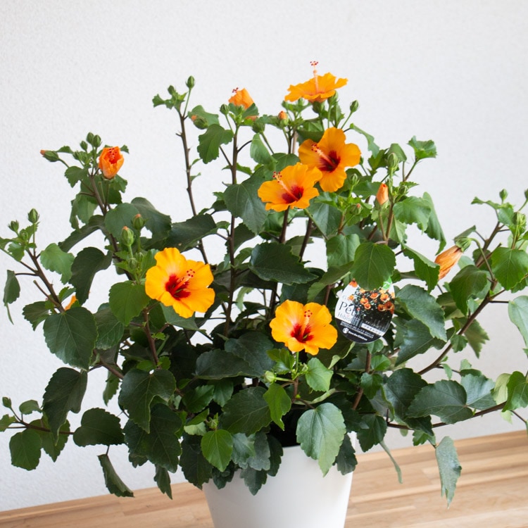 珍しい小輪咲き／ハイビスカス 鉢植え[プチオレンジ] (6号鉢・高さ約