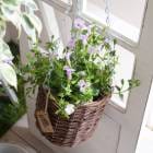 ԽǤġ ֤ 󤻿ȥ˥ ߤ꤫󥸡