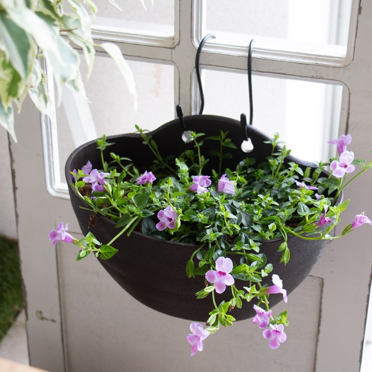 ԽǤ⥫󥿥2İʾ̵֤ ϥ󥮥 󤻿ڥѡȥ˥ ꡼ (ɳݤץȭ)