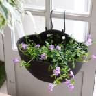 ԽǤ⥫󥿥2İʾ̵֤ ϥ󥮥 󤻿ڥѡȥ˥ ꡼ (ɳݤץȭ)