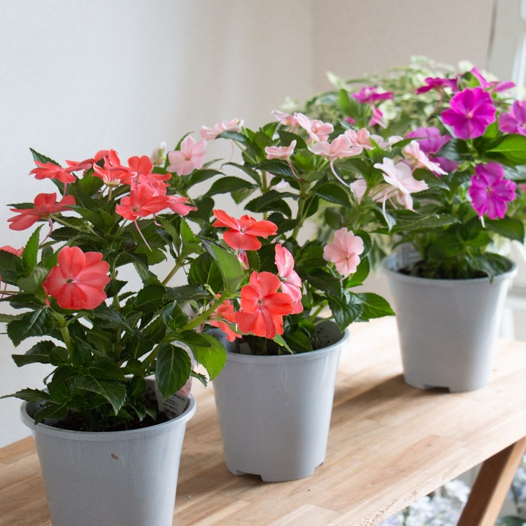 3ȭ��������̵�������Ƥ�ľ���������鴰���������ޤ�OK���˥塼���˥� ����ѥ����� ȭ�����ڥ����ʡ�4��ȭ 