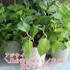 ��ʬ���Ԥ������֤ʤ� ���ڤȤ��ƽ������������ξ��ֵ��ڻ�פζ˥쥢�������۲֡ʥ��ɥ쥢�����ꥹ���롦�����ѡ��ץ�ʤ�]5��ȭ  ���۲� ��������