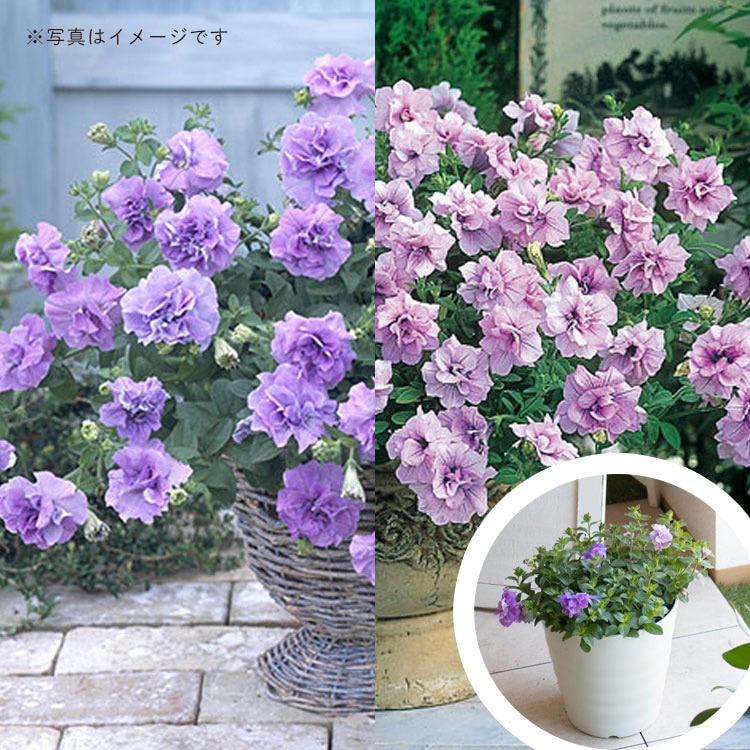 ���Խ�Ǥ�餭�ؤ롿���Ԥ��� ���������Ĥι�� Ȭ�ź餭 �ڥ���˥� �ץ�󥿡� �󤻿��� �ɥ쥹���åסڥ�٥�����ԥ󥯥������ߥ饤�ȥ֥롼��