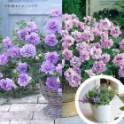 ���Խ�Ǥ�餭�ؤ롿���Ԥ��� ���������Ĥι�� Ȭ�ź餭 �ڥ���˥� �ץ�󥿡� �󤻿��� �ɥ쥹���åסڥ�٥�����ԥ󥯥������ߥ饤�ȥ֥롼��