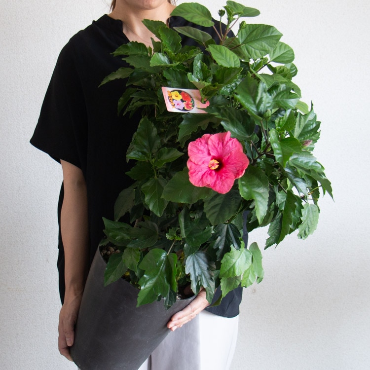 4ϥӥ 4ߥå۴󤻿    (7ȭ⤵70cm) 