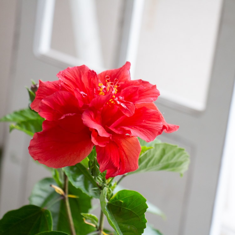 �������� Ȭ�ź餭 �� �ϥ��ӥ����� ȭ�����ڥ�åɥࡼ���(5��ȭ �⤵��40cm����) 