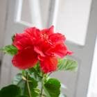  Ȭź餭  ϥӥ ȭڥåɥࡼ(5ȭ ⤵40cm) 