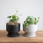 Ƥ륤ƥꥢ奬Хȭ(դ)ڥܥȥ ( ߥ塼ߥ   鿴 ƥꥢ꡼ ץ ȭ 󤻿 տʪ ĥ  ץ쥼 ꡼   ʪ  ĥ  Ƽ ˤ 뺧ˤ ե