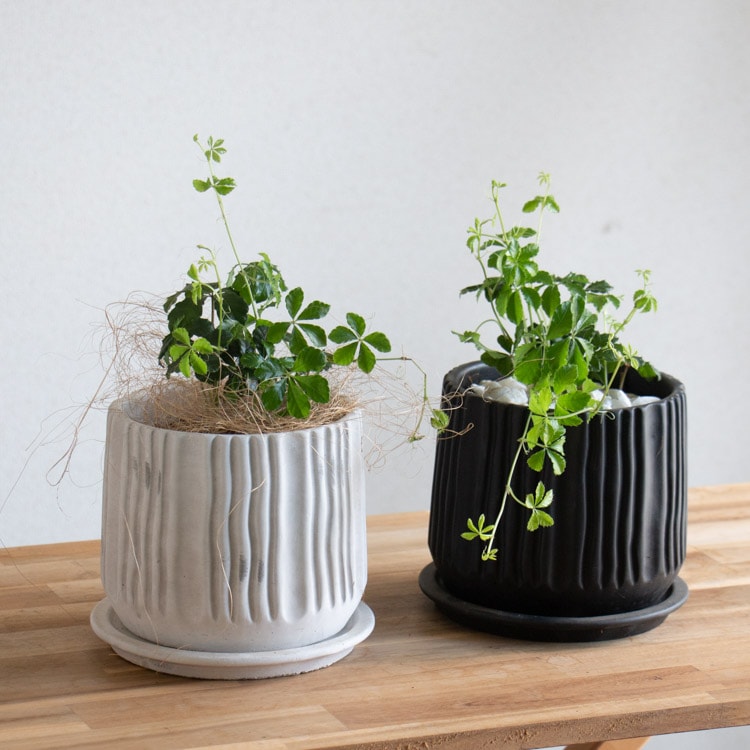 ����Ƥ륤��ƥꥢ�����奬���Х���ȭ����(�������դ�)�ڥ������������� ( �ߥ塼��ߥ� ���  �鿴�� ����ƥꥢ���꡼�� �ץ��� ȭ���� �󤻿��� ���տ�ʪ �ĥ��� ���� �ץ쥼��� ���꡼�� ���� �� ��ʪ �� �ĥ� ������ �Ƽ� ��ˤ� �뺧�ˤ� ���ե���