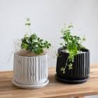 Ƥ륤ƥꥢ奬Хȭ(դ)ڥ ( ߥ塼ߥ   鿴 ƥꥢ꡼ ץ ȭ 󤻿 տʪ ĥ  ץ쥼 ꡼   ʪ  ĥ  Ƽ ˤ 뺧ˤ ե