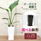 ���տ�ʪ ���ȥ�����������������6��ȭ (���٤�ȭ13�� ȭ��)�⤵��65cm ��augu06-001-013 ��