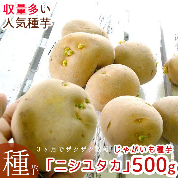 ����������̵�����ޥĥ����Τ�ʤ��������ý����ڤ��㤬���� ��� �磻��� Ĺ�긩���ۥ��ۥ��֥˥��楿�� 500g�� [������ʺ�] �տ���