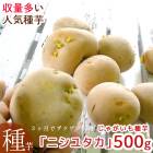 ����������̵�����ޥĥ����Τ�ʤ��������ý����ڤ��㤬���� ��� �磻��� Ĺ�긩���ۥ��ۥ��֥˥��楿�� 500g�� [������ʺ�] �տ���