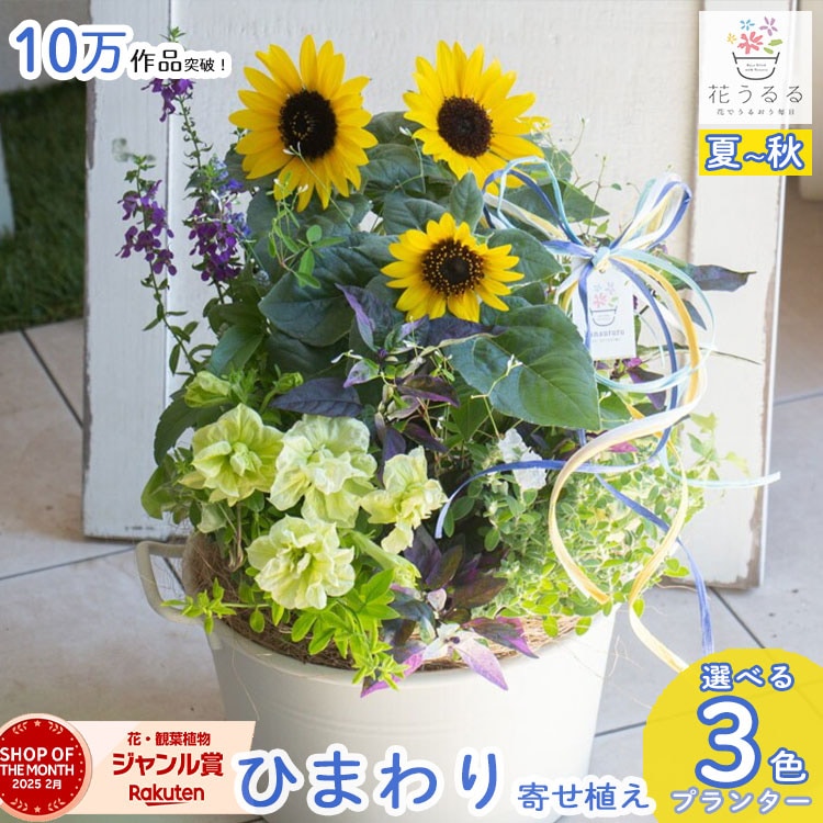 �����֡����̸��꡿ �Ƥο��� �󤻿��� �֤���� �Ҥޤ�ꥢ��󥸡ڲƶ�2025�ۥ������� L������ 