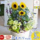 ̸֡꡿ Ƥο 󤻿 ֤ Ҥޤꥢ󥸡ڲƶ2025ۥ L 