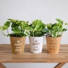 Ƥ륤ƥꥢݥȥ ɤΥåɥݥå 4483 