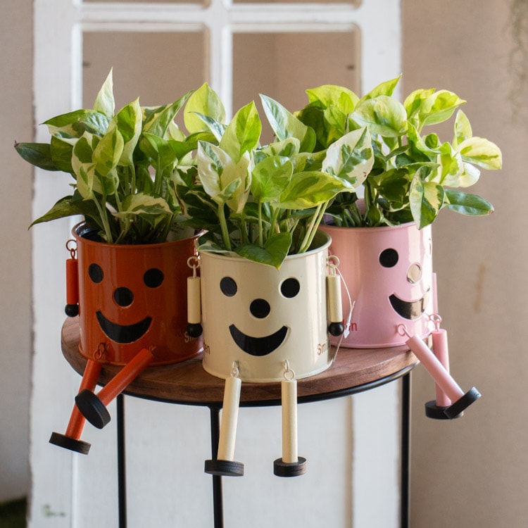 ����Ƥ륤��ƥꥢ���֤���� ���եȤˤ�ڥ֥ꥭ�ޥ�ߥݥȥ���������ɡ�