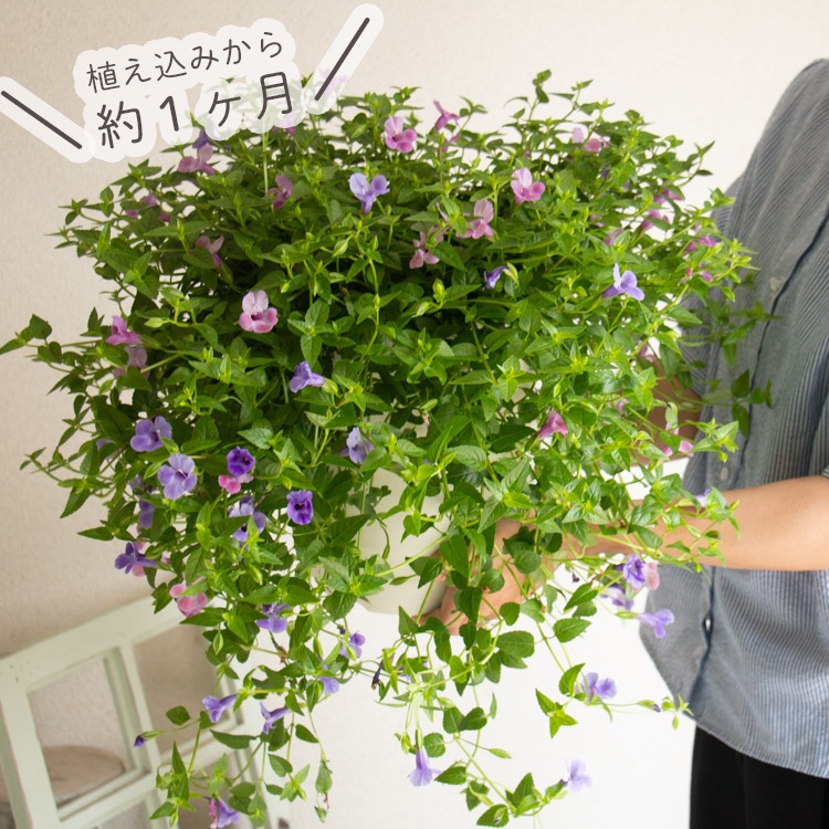 ���Խ�Ǥ��ġ� �֤���� �󤻿��� ��Ĺ�ץ�󥿡��������ȥ�˥�  �ԥ󥯥�С��ߥ֥롼��С���