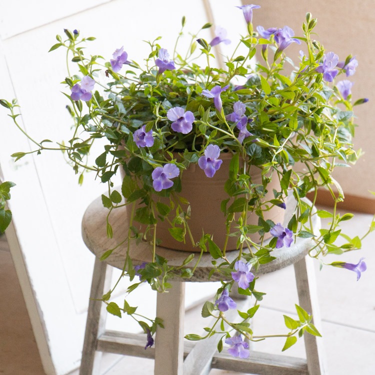 �Խ�Ǥ��� ��2�İʾ������̵�����֤���� �󤻿����ڥ����ѡ��ȥ�˥� �����꡼�� (�������� M������)��