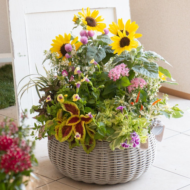 ����ŷ���Ǽ����餯�� ��ڥ����� �Ƥθ��꿷�� �󤻿��� �֤���� �Ҥޤ�ꥢ��󥸡ڲƶ� �ץ�ߥ���2025��