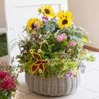 ŷǼ餯 ڥ Ƥθ꿷 󤻿 ֤ Ҥޤꥢ󥸡ڲƶ ץߥ2025