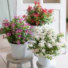 ��2ȭ������̵�����˥��˥����� ȭ�����ڲƲֲС�5��ȭ ( ������  �Ʋֲ� �ߥ˥ʥ�  ���� �ե����ե� ������ �ץ쥼��� ���� �� �� �뺧��ǰ�� ������� ���۽ˤ� ���渵  ��  ȭ�� �����ǥ˥� �ե� ���� �󿢤� ���� ȭ £��ʪ �ǥ����ץ쥤 �����ǥ�