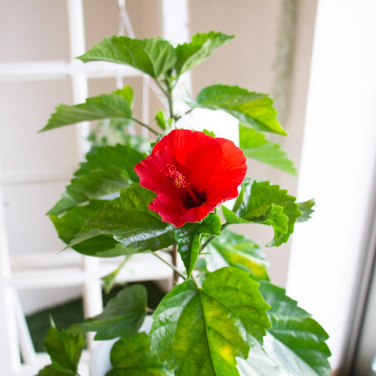 ϥӥ ȭ  [2]  (5ȭ⤵4050cm) 