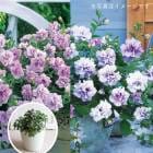 �����Ԥ����� �Խ�Ǥ�餭�ؤ� ���������Ĥι�� Ȭ�ź餭 �ڥ���˥� ��Ĺ �ץ�󥿡� �󤻿��� �ɥ쥹���åסڥ�٥�����ԥ󥯥������ߥ�٥������