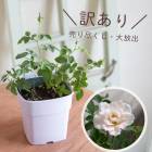 ������ �����С��ɺ�������餺�äȺ餯�������ѡ����ߥ˥Х� [���ץƥ��� �������] 3��ȭ ���ִ�:5���11��