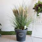 �ڸ��ʸ¤�ۼ̿��θ�ʪ���Ϥ� �ߥ˥ѥ�ѥ����饹�֥����ˡ��ѥ�� (�⤵��100cm)��