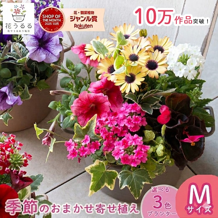 ���֤���� ���ޤ������ڵ���δ󤻿���in���������Х����åȡ�