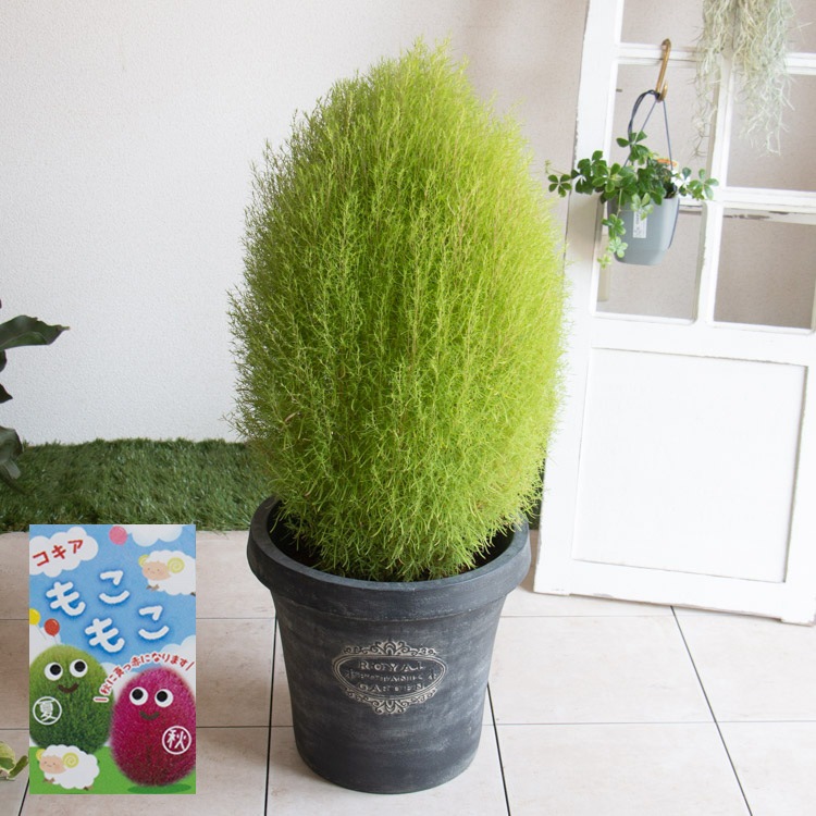 �����ʸ¤꡿�֤����ڵ��� ������ ȭ����(��Ĺ��90cm)�ۿ��Ѥ�ꤹ��͵���ʪ