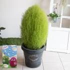 ʸ¤꡿֤ڵ  ȭ(Ĺ90cm)ۿѤꤹ͵ʪ