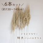 ���� �ѥ�ѥ����饹 ��130��140cm��6�ܥ��åȡۥɥ饤�ե�