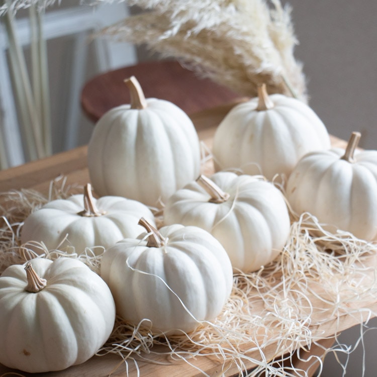 ホワイトカボチャ 3個セット ハロウィン用 白かぼちゃ 本物 生カボチャ 鑑賞用『カスペリータ(直径