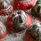 ϥ ʪ ܥ վѡإХ(ľ15-20cm