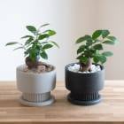 Ƥ䤹ޥ ȭ(դ)ڥܥȥ ( ߥ塼ߥ  鿴 ƥꥢ꡼  ﵯ Ɀ ȭ 󤻿 տʪ  ץ쥼 ꡼  ƥꥢ  ʪ  Ƽ ˤ 뺧ˤ ե ߥ ޤ