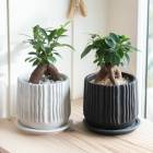 ����Ƥ䤹����������ޥ� ȭ����(�������դ�)�ڥ������������� 