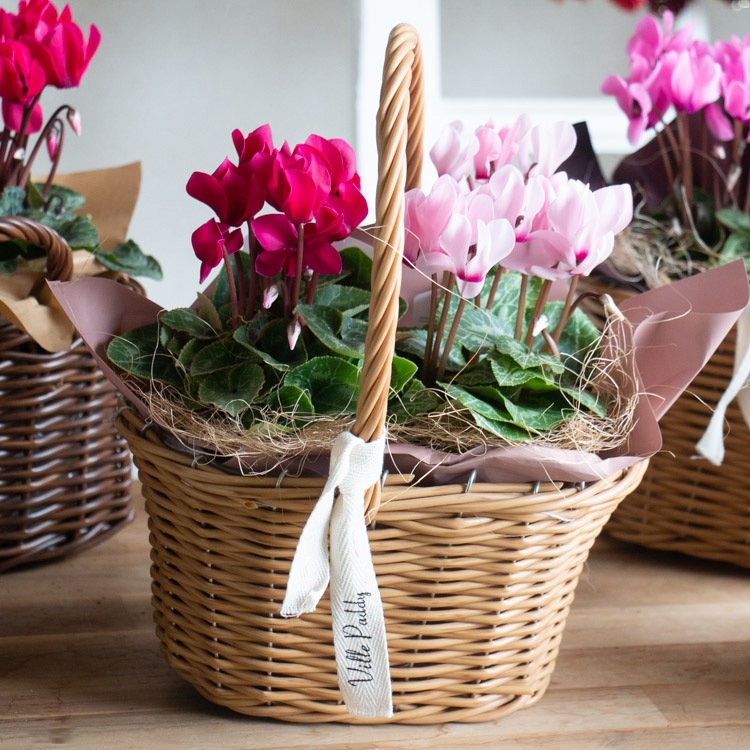 ¨�������� �������ؤ���ͳ���ڥ����ǥ󥷥�����δ󤻤���(����)��